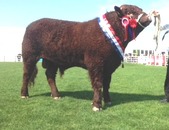 Champion mâle jeune 2016 BAMORAL SHOW M. Robert MILLAR