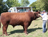 Idéal Prix du meilleur raceur St. Genés-Champespe Fils de Crock Parc GAEC Dauphin Tarri