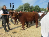 Génisse de 18 mois EARL Gaillard