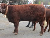 Gauffre à 6 ans Plusieurs 1ier Prix GAEC LACOMBE