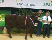 Luisante 1ier Prix et meilleur animal du concours 2017 au SPACE El. ROPERT (50)