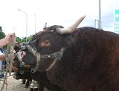 HERODE à 7 ans ier Prix du raceur Aurillac 2019