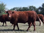 Vache de 3,5 ans (GAEC DES ASCOUEILLES)