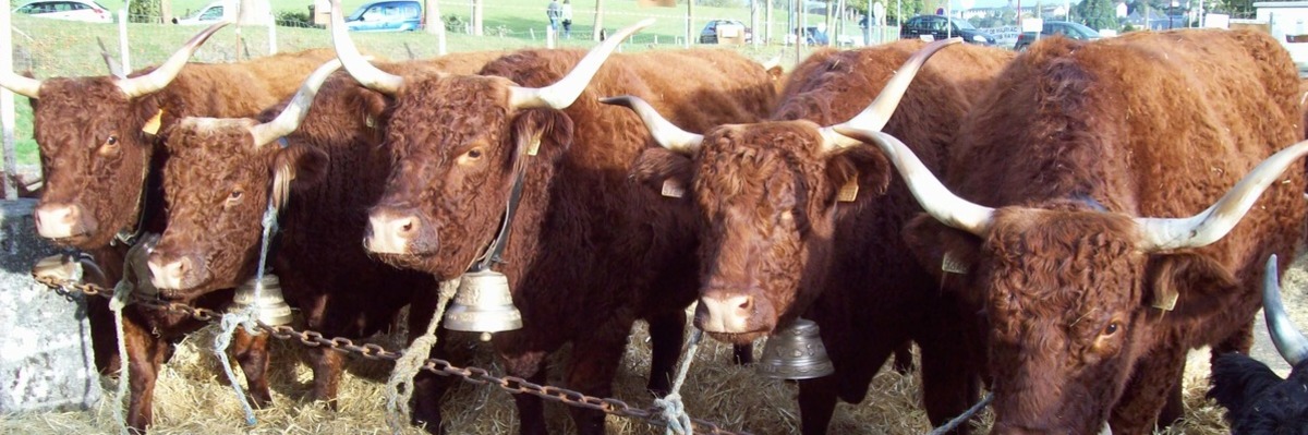 Reproduction cantal taureau race génétique